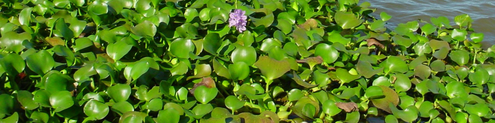 Eichhornia azurea